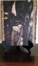 Eagle Photo ~ Mounted On a Block of Wood ~ 2016 ~ "Going In For The Kill"