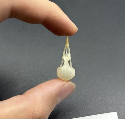 White-Browed Wren-Warbler Bird Prinia inornata Skull