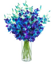 KaBloom - Exotic Blue Sapphire Orchid Bouquet of 20 Fresh Blue Dendrobium Orc...