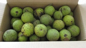 Approx 7 lb BLACK WALNUTS Organic IL Grown Crop 2025 (These are no longer green)