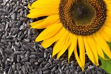 100 BLACK OIL SUNFLOWER Helianthus Annuus Yellow Hummingbird Bird Flower Seeds