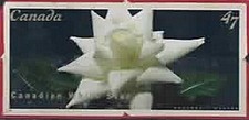 2001. Canada. Variétés de rose. Étoile blanche canadienne. N°1881.