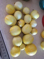 25+ Lemon Cucumber Seeds (Cucumis sativus) | Burpless | Non-bitter