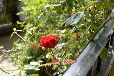 FOTO ROTE ROSE (6)