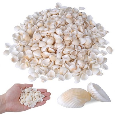 1000Pcs Natural Tiny Small Sea Shells White Clam Shells for DIY Craft, Jewelry M