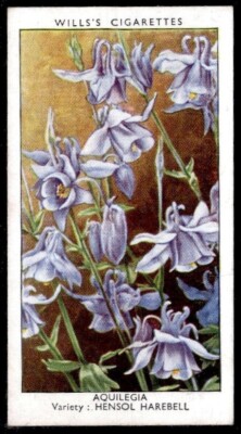 1939 Wills Cigarette Garden Flowers Card #5 Aquilegia Hensol Harebell