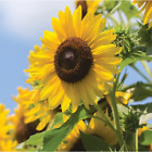 50pcs Multi-Headed Sunflower Seeds for Planting Rare and Stunning Garden Bloom.