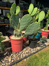Opuntia Cactus Plant Start