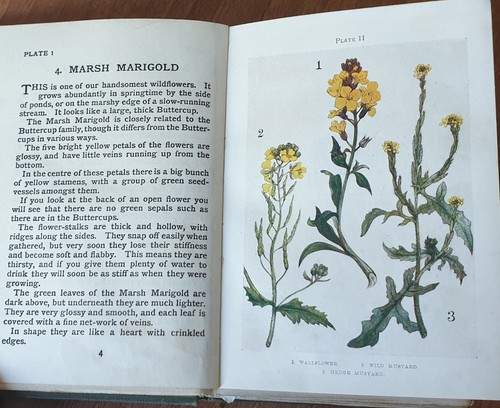 1906, 'Flowers' (Shown to the Children) by Janet Harvey Kelman. Edwardian - Imagen 4 de 7