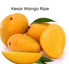 Kesar MANGO TREE GRAFTED (2-4 Feet Tall). Ship To All States