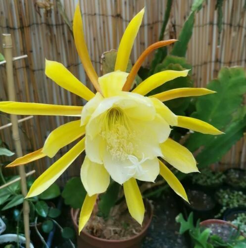 Blattkaktus, Epiphyllum, Gelbe groe Blten, Morning Star, groe Pflanze, |  eBay.de