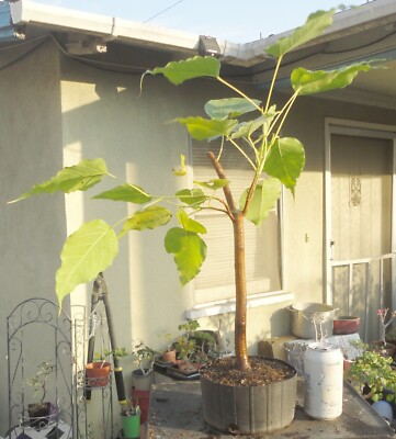 Sacred Fig Bodhi Tree Ficus Religiosa Pre Bonsai Dwarf Big Fat Trunk