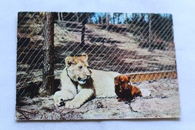 Cpm, Palmyra Zoo, Löwe und Dackel, Tiere, Charente Mari