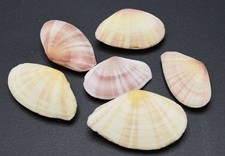 6 Pink Tellin Radiata Pairs (Sunrise Tellin) 1 1/2 - 2" Coastal Arts Crafts