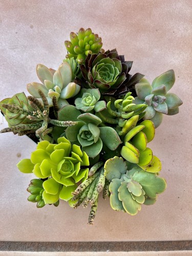 Disposizione talee succulente cuore (1 pezzo) Echeveria stringa di perle - Foto 21 di 24