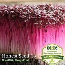Red Garnet Amaranth MICROGREEN Herb Sprouting Seeds | Non-GMO Garden Seeds