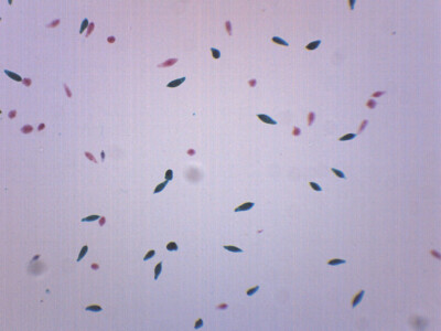Euglena Virdis - Prepared Microscope Slide - 75x25mm - Eisco Labs