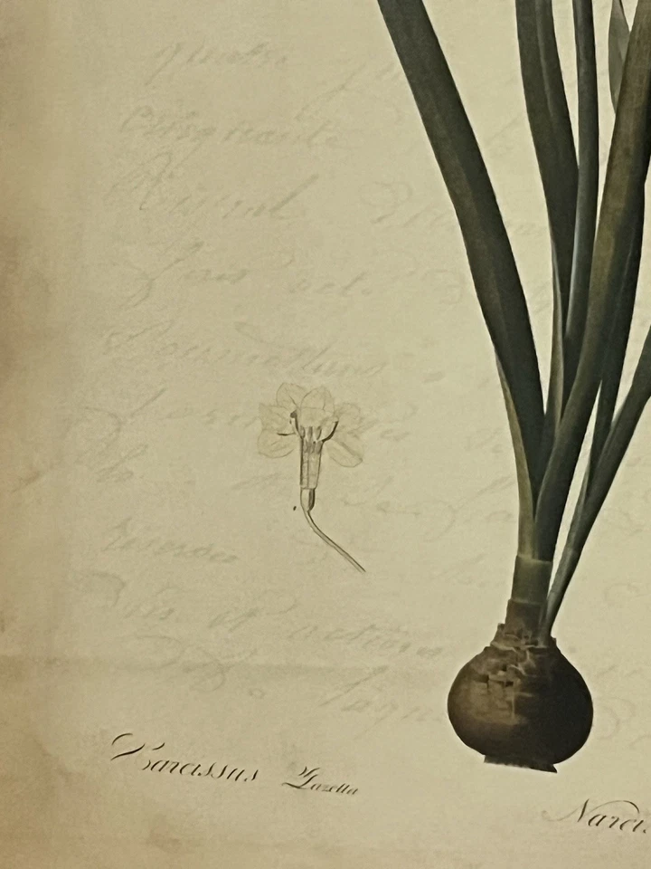 Impresiones enmarcadas en 4 colores Pierre-Joseph Redoute Jardín Botánico de Nueva York Foto 2 de 4