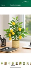 Lemon Tree/ Home Decor