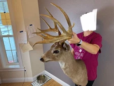 HUGE Whitetail Deer Shoulder Mount Wild IDAHO  Antlers Horns Vintage BIG TROPHY