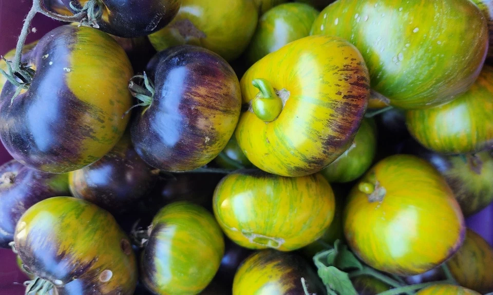 Xanadu Green Goddess Tomato 20+ Seeds | Exotic & Very Rare | Tomato Seeds - Image 4 of 4