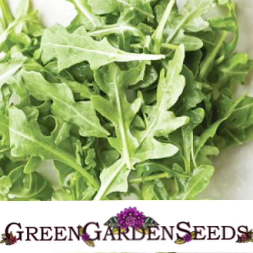 4500+ Rocket Arugula Seeds Slow Bolt seeds | | eBay