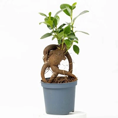 OME Ficus ginseng microcarpa Ficus Bonsai 6/7cm Live Tropical Terrarium Plant Easy B