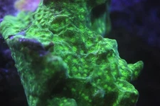 JF Incredible Hulk Lepto Psammocora encrusting coral free shipping over $150