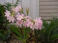 AMARYLLIS BELLADONNA THE HARDY AMARYLLIS PINK TO WHITE FLOWERING BULB