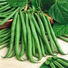 Top Crop Bush Green Bean Seeds, NON-GMO, Heirloom, Stringless, FREE SHIPPING