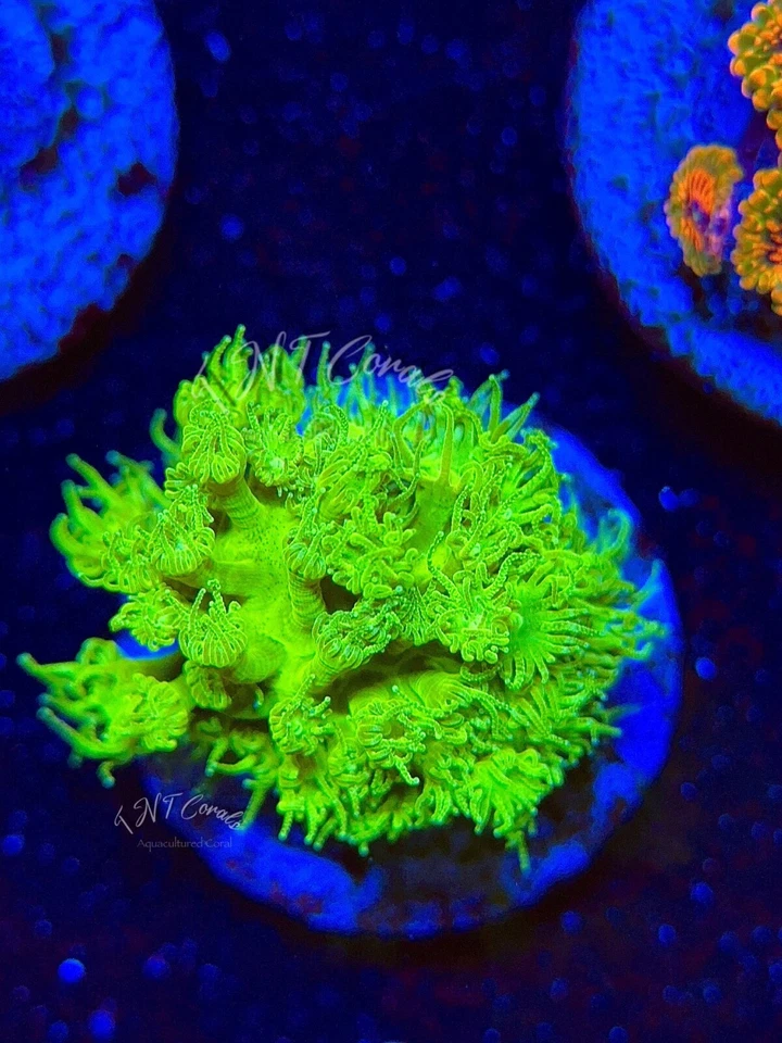 TNTCoral Tinker Bell Goniopora Live Saltwater Coral Frag reef tank LPS - Image 2 of 2