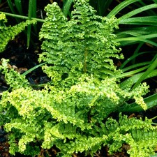 Dryopteris filix-mas Crispa Cristata Male Fern Semi-Evergreen Outdoor Hardy