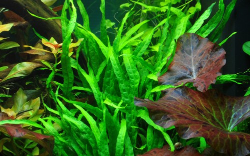 Live Aquarium Aquatic Plants Disease Free Shrimp & Snail Safe Aquascape EU Grown - Picture 27 of 35