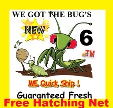 6 LARGE Fresh Praying Mantis Egg Case Hatching Habitat Bag Picked 2026 Season