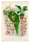 Gongora Portentosa by Jean Linden Orchids A4 Art Print Flower Art