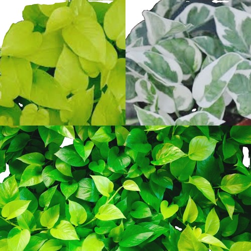 potted pothos plant Buy Pothos – Easy-Care Climbing Plant Vienna – MO BLUMEN main image 0