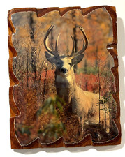White-Tail Deer Buck 8"x10" Wall Hanging Wood Mounted Wildlife Photography