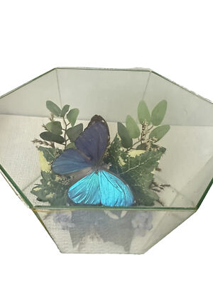 Boxed Glass Hex taxidermy Terrarium real butterfly specimens