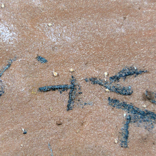 50+ Globular Cave Springtails Arrhopalites Caecus On Clay Culture LAG ...