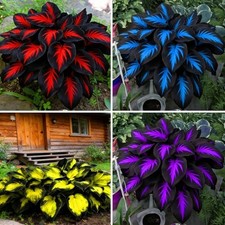 Hosta Seeds for Planting, 200 pcs Rare Perennial Hosta Flower Seeds, Non-GMO