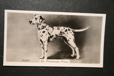 DALMATIAN Champion Vintage 1938 Photo Card GE24MS UK