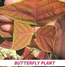 Organic Christia MARBLE - Swallowtail - Butterfly Wing Plant seeds - Obcordata 