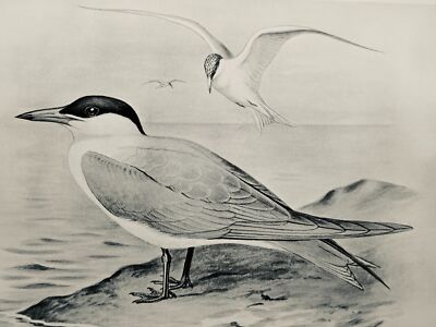 c1896 Antiker Vogeldruck DIE KASPISCHE SEESCHWALBE Britische Vögel von F.W. Frohawk