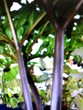 AMORPHOPHALLUS KONJAC 'Nightstick' 1 Dormant Bulb (Voodoo Lily) Arisaema