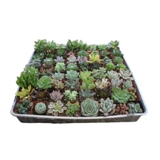 Cactus Museum - 2 Inch (90 Count) Assorted Rosette Echeveria Succulent Plants 