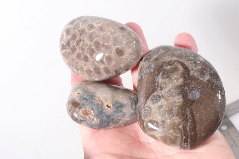 Petoskey Stone Fossil Coral Lapidary 13 oz. windowed three pc rough lot P3