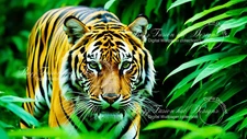 Digital Image Picture Photo Wallpaper Background Desktop Art Bengal Tiger.