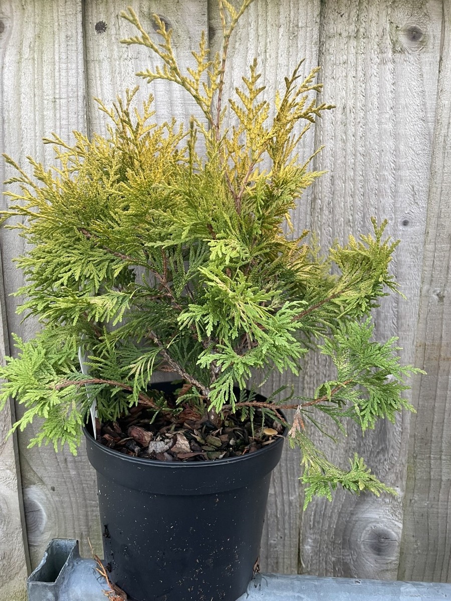 thuja fastigiata Thuja Fluffy&reg;  Park Seed