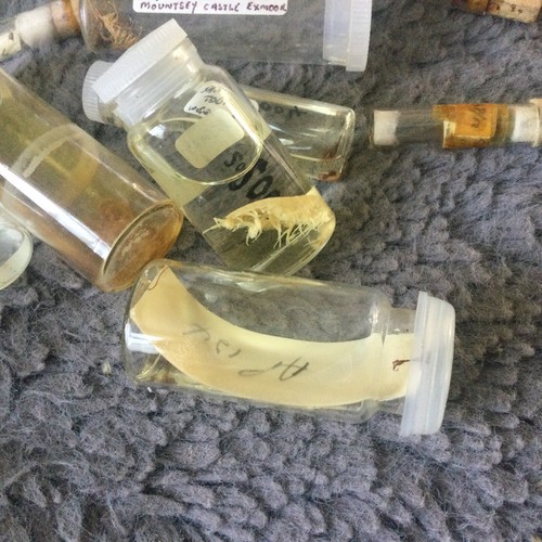 Rare 26 Vintage Science Lab Samples Shells Insect Weed Etc Great Variety - Foto 15 di 17