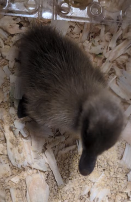 #ad #ad 6 Khaki Campbell Duck Hatching Eggs $11.99